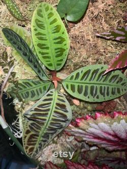 Labisia turtleback purple