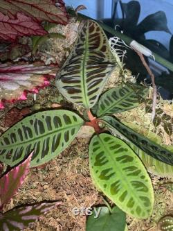Labisia turtleback purple