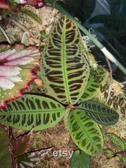 Labisia turtleback purple