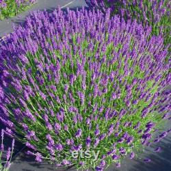 Lavender Organic Seeds, 50 Count Purple Flowers Lavender Seeds, Lavender Flower Seed for Garden and Pot, Non-GMO -Heirloom,Open Pollinated