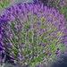 Lavender Organic Seeds, 50 Count Purple Flowers Lavender Seeds, Lavender Flower Seed For Garden And Pot, Non-gmo -heirloom,open Pollinated