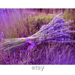 Lavender Organic Seeds, 50 Count Purple Flowers Lavender Seeds, Lavender Flower Seed for Garden and Pot, Non-GMO -Heirloom,Open Pollinated