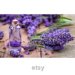 Lavender Organic Seeds, 50 Count Purple Flowers Lavender Seeds, Lavender Flower Seed for Garden and Pot, Non-GMO -Heirloom,Open Pollinated