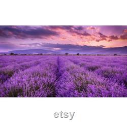Lavender Organic Seeds, 50 Count Purple Flowers Lavender Seeds, Lavender Flower Seed for Garden and Pot, Non-GMO -Heirloom,Open Pollinated