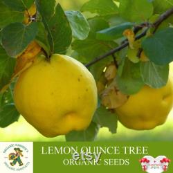 Lemon Quince Tree Organic Seeds, 5 Count Quince Tree Seed, Quince Plant Seeds for Garden and Pot, Non-GMO Heirloom, Open Pollination