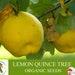 Lemon Quince Tree Organic Seeds, 5 Count Quince Tree Seed, Quince Plant Seeds For Garden And Pot, Non-gmo Heirloom, Open Pollination