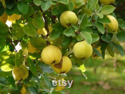 Lemon Quince Tree Organic Seeds, 5 Count Quince Tree Seed, Quince Plant Seeds for Garden and Pot, Non-GMO Heirloom, Open Pollination