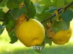 Lemon Quince Tree Organic Seeds, 5 Count Quince Tree Seed, Quince Plant Seeds for Garden and Pot, Non-GMO Heirloom, Open Pollination