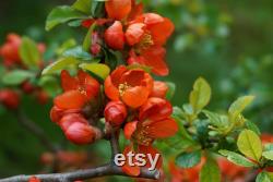 Lemon Quince Tree Organic Seeds, 5 Count Quince Tree Seed, Quince Plant Seeds for Garden and Pot, Non-GMO Heirloom, Open Pollination