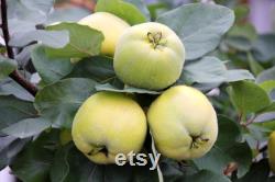Lemon Quince Tree Organic Seeds, 5 Count Quince Tree Seed, Quince Plant Seeds for Garden and Pot, Non-GMO Heirloom, Open Pollination