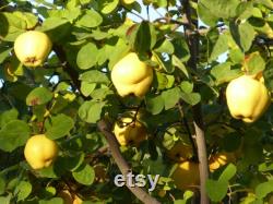 Lemon Quince Tree Organic Seeds, 5 Count Quince Tree Seed, Quince Plant Seeds for Garden and Pot, Non-GMO Heirloom, Open Pollination