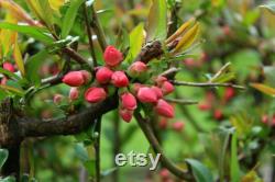 Lemon Quince Tree Organic Seeds, 5 Count Quince Tree Seed, Quince Plant Seeds for Garden and Pot, Non-GMO Heirloom, Open Pollination