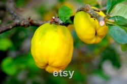Lemon Quince Tree Organic Seeds, 5 Count Quince Tree Seed, Quince Plant Seeds for Garden and Pot, Non-GMO Heirloom, Open Pollination