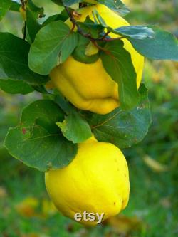 Lemon Quince Tree Organic Seeds, 5 Count Quince Tree Seed, Quince Plant Seeds for Garden and Pot, Non-GMO Heirloom, Open Pollination