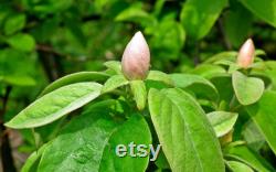 Lemon Quince Tree Organic Seeds, 5 Count Quince Tree Seed, Quince Plant Seeds for Garden and Pot, Non-GMO Heirloom, Open Pollination