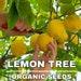 Lemon Tree Organic Seeds, 5 Count Lemon Tree Seeds, Plant Seeds For The Garden And Pot, Non-gmo Heirloom, Diy Garden Seeds