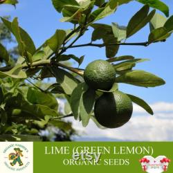 Lime Organic Seeds, 5 Count Lime Seeds, Lime Lime Plant Seeds for Garden and Pot, Non-GMO Heirloom, Open Pollination