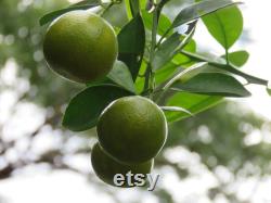 Lime Organic Seeds, 5 Count Lime Seeds, Lime Lime Plant Seeds for Garden and Pot, Non-GMO Heirloom, Open Pollination