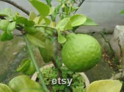 Lime Organic Seeds, 5 Count Lime Seeds, Lime Lime Plant Seeds for Garden and Pot, Non-GMO Heirloom, Open Pollination