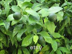 Lime Organic Seeds, 5 Count Lime Seeds, Lime Lime Plant Seeds for Garden and Pot, Non-GMO Heirloom, Open Pollination