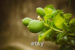 Lime Organic Seeds, 5 Count Lime Seeds, Lime Lime Plant Seeds for Garden and Pot, Non-GMO Heirloom, Open Pollination