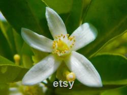 Lime Organic Seeds, 5 Count Lime Seeds, Lime Lime Plant Seeds for Garden and Pot, Non-GMO Heirloom, Open Pollination