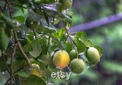 Lime Organic Seeds, 5 Count Lime Seeds, Lime Lime Plant Seeds for Garden and Pot, Non-GMO Heirloom, Open Pollination