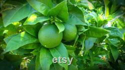 Lime Organic Seeds, 5 Count Lime Seeds, Lime Lime Plant Seeds for Garden and Pot, Non-GMO Heirloom, Open Pollination