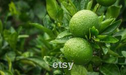 Lime Organic Seeds, 5 Count Lime Seeds, Lime Lime Plant Seeds for Garden and Pot, Non-GMO Heirloom, Open Pollination