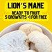 Lion's Mane 5 Growkits 1 For Free Ready To Fruit Substrate Blocks