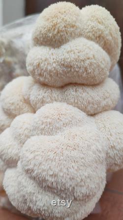 Lion's Mane 5 Growkits 1 for FREE Ready to Fruit Substrate Blocks