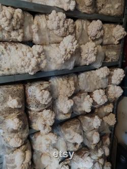 Lion's Mane 5 Growkits 1 for FREE Ready to Fruit Substrate Blocks