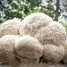 Lion's Mane Grow-kit. Delivery In Time For Christmas. Grow Delicious Lion's Mane At Home With This Easy To Use Kit. Unusual Gift Idea.