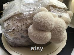 Lion's Mane Grow-Kit. Grow delicious lion's mane mushrooms at home with this easy to use fruiting block.