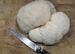 Lion's Mane Grow-Kit. Grow delicious lion's mane mushrooms at home with this easy to use fruiting block.