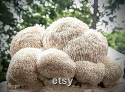 Lion's Mane Grow-Kit. Grow delicious lion's mane mushrooms at home with this easy to use fruiting block.