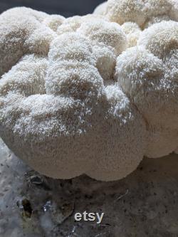Lion's Mane Grow-Kit. Grow delicious lion's mane mushrooms at home with this easy to use fruiting block.
