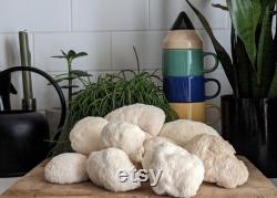 Lion's Mane Grow-Kit. Grow delicious lion's mane mushrooms at home with this easy to use fruiting block.
