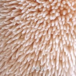 Lion's Mane Grow-Kit. Grow delicious lion's mane mushrooms at home with this easy to use fruiting block.