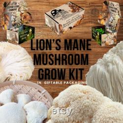 Lion's Mane Mushroom Growing Kit Hericium erinaceus DIY Spawn Spore Plugs Mushroom Grow Kit with gift Box Indoor Fungi Cultivation