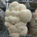 Lion's Mane Mushroom Spawn Strain (hericum Erinaceus) Best Quality, Fresh, Mushroom Mycelium Spawn, On Rye Grain