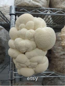 Lion's Mane Mushroom spawn strain (Hericum erinaceus) best quality, fresh, mushroom mycelium spawn, on rye grain