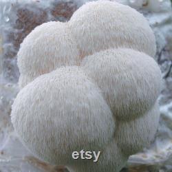 Lion's Mane Mushroom spawn strain (Hericum erinaceus) best quality, fresh, mushroom mycelium spawn, on rye grain