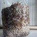 Lion's Mane Mushroom Grain Spawn Fully Colonised 900g