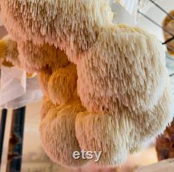 Lions Mane Mushroom Grow Kit 5lb Colonized Gourmet Mushroom Grow Kit by Culture Shrooms