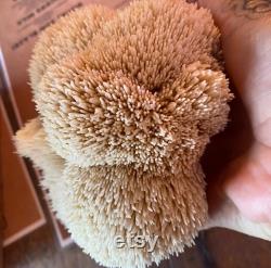 Lions Mane Mushroom Grow Kit 5lb Colonized Gourmet Mushroom Grow Kit by Culture Shrooms