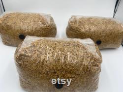 MUSHROOM GRAIN BAG 5 Millet Organic Gmo Free