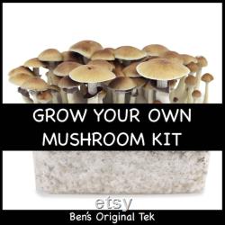 Magic Mushroom Grow Kit