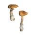 Magic Mushrooms (shrooms) Zoomers Are Back