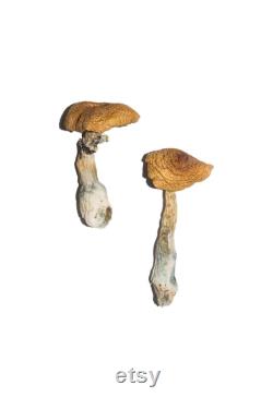 Magic Mushrooms (shrooms) Zoomers are back